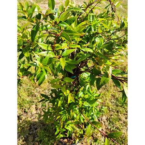 Gelsemium sempervirens Pride of Augusta Carolina Jessamine