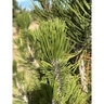 Pinus Heldreichii var. Leucodermis Satellit Satellite Bosnian Pine