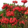 Euphorbia Milii Karola Crown Of Thorns