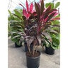 Cordyline Fruticosa Maria Ti Plant