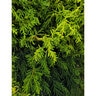 Chamaecyparis Chinensis Sunny Swirl Hinoki Falsecypress