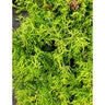 Chamaecyparis Chinensis Sunny Swirl Hinoki Falsecypress