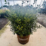 Buxus x Better Boxwood Heritage Boxwood