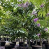 Lagerstroemia Speciosa Queens Crape Myrtle