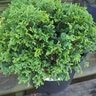 Chamaecyparis Pisifera Golden Pincushion Sawara Cypress