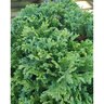 Chamaecyparis Pisifera Golden Pincushion Sawara Cypress