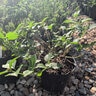 Lantana x hybrida Red Lantana