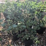 Lantana x hybrida Red Lantana