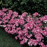 Dianthus barbatus interspecific Amazon Rose Magic Pinks
