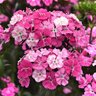Dianthus barbatus interspecific Amazon Rose Magic Pinks