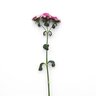 Dianthus barbatus interspecific Amazon Rose Magic Pinks