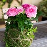 Kokedama Kit Original Cube 6 in.