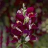 Antirrhimum majus Snaptini Burgundy Bicolor Snapdragon