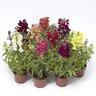 Antirrhinum majus Snaptini Mixture Snapdragon