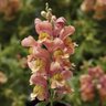Antirrhinum majus Snaptini Peach Snapdragon