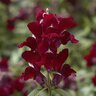 Antirrhinum majus Snaptini Red Snapdragon
