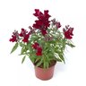 Antirrhinum majus Snaptini Red Snapdragon