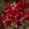 Antirrhinum majus Snaptini Scarlet Snapdragon