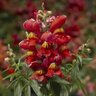 Antirrhinum majus Snaptini Sunglow Orange Snapdragon