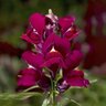 Antirrhinum majus Snaptini Violet Snapdragon