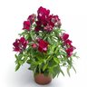 Antirrhinum majus Snaptini Violet Snapdragon