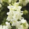 Antirrhinum majus Snaptini White Snapdragon