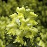 Antirrhinum majus Snaptini Yellow Snapdragon
