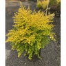 Ligustrum Sinense Sunshine Chinese Privet