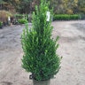 Ilex X Emerald Colonnade Holly Premium 5 gal. Container