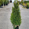 Ilex X Emerald Colonnade Holly