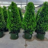 Ilex X Emerald Colonnade Holly