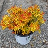 Spiraea Japonica Double Play Candy Corn Spirea