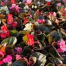 Begonia Semperflorens Bronze Leaf Mix Wax Begonia