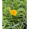 Hemerocallis X Stella de Oro Daylily