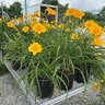 Hemerocallis X Stella de Oro Daylily
