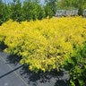 Chamaecyparis Pisifera Golden Mop Sawara Cypress