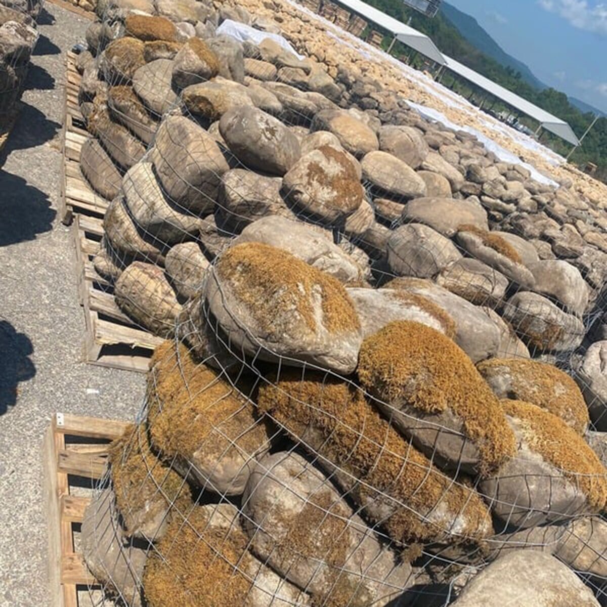 Palletized River Rock Tennessee Weathered Extra Large 12 – 18 in ...