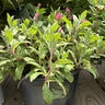 Oenothera Kunthiana Glowing Magenta Sundrops