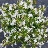 Lobelia erinus Techno Upright White Lobelia
