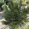 Pinus Nigra Compacta Austrian Pine