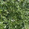 Buxus sinica var. insularis NewGen Liberty Belle Boxwood