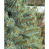 Picea pungens Sester Dwarf Dwarf Colorado Spruce