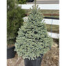 Picea pungens Sester Dwarf Dwarf Colorado Spruce