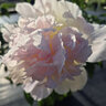 Paeonia lactiflora Top Brass Peony