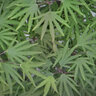 Acer sieboldianum Shoryu-no-tsume Claw of the Dragon Full Moon Japanese Maple