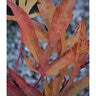 Acer sieboldianum Shoryu-no-tsume Claw of the Dragon Full Moon Japanese Maple