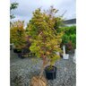 Acer Palmatum Sangokaku Coral Bark Japanese Maple