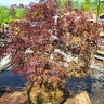 Acer Palmatum var. Dissectum Crimson Queen Cutleaf Japanese Maple Premium 48 in. Width Ball and Burlap
