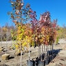 Acer Rubrum October Glory Red Maple 10 in. Caliper Ball and Burlap