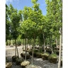 Acer Saccharum Legacy Sugar Maple